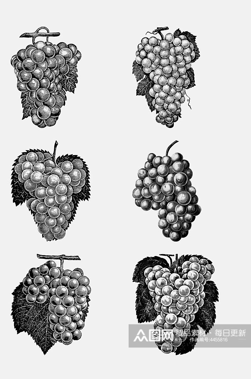 葡萄水果素描绘画免抠素材素材