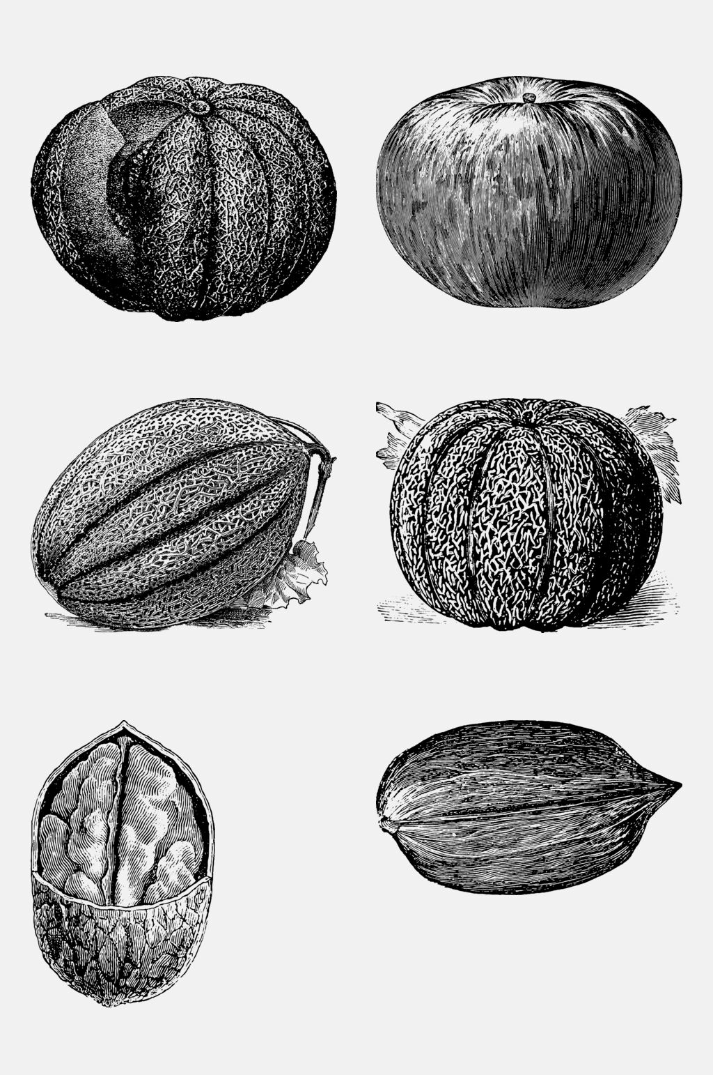 坚果水果素描绘画免抠素材素材