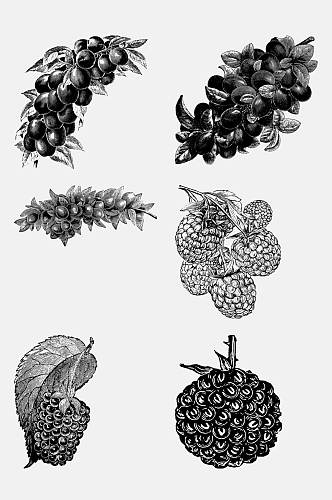 树莓水果素描绘画免抠素材