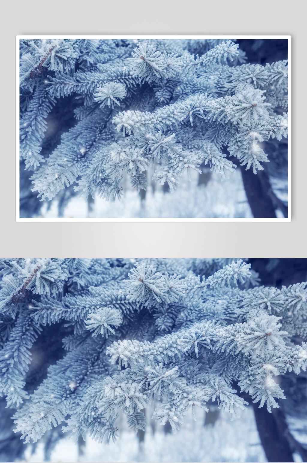 雪松冬季雪景摄影图素材