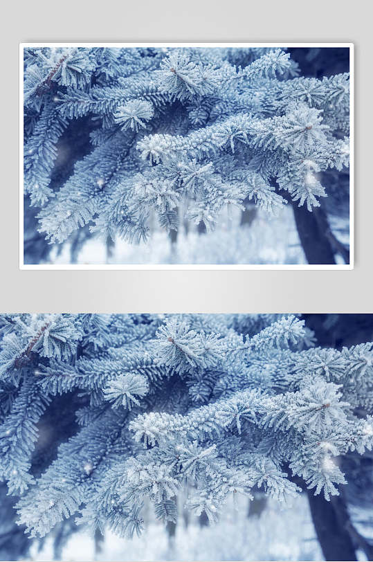 冬季雪松图片-冬季雪松素材下载-众图网