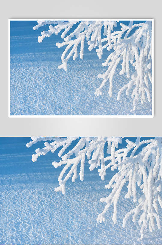 松树雪枝冬季雪景摄影图