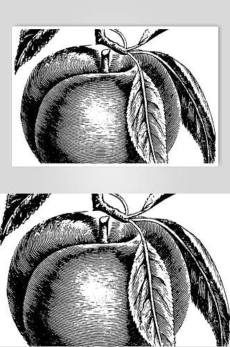 水蜜桃水果素描手绘矢量素材