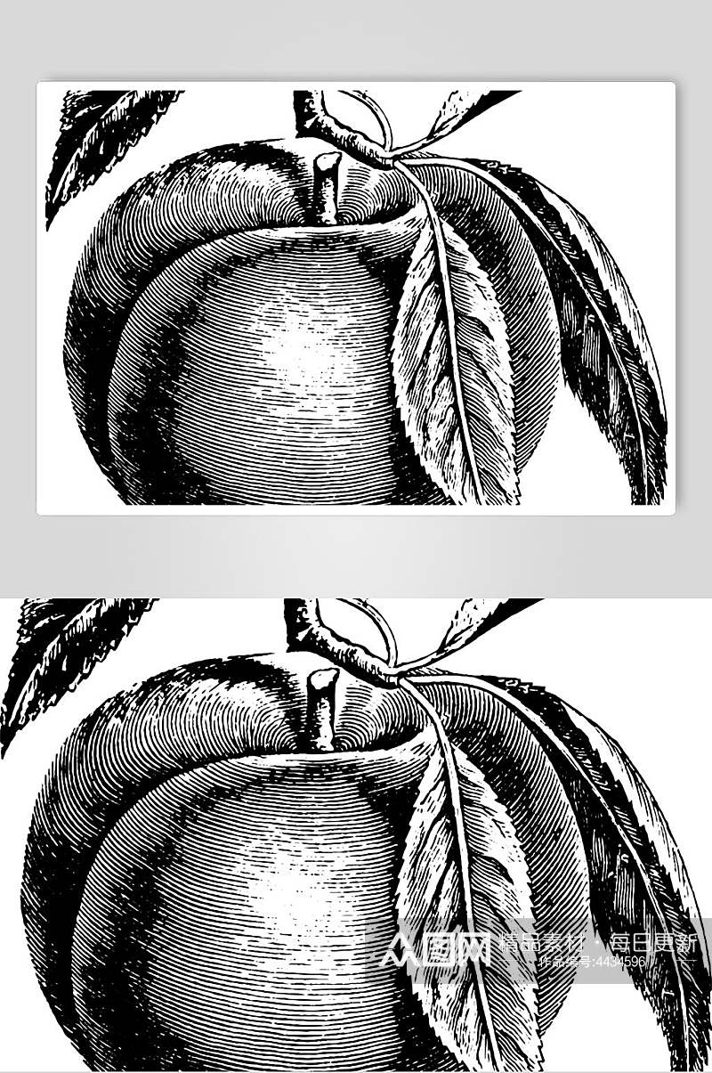 水蜜桃水果素描手绘矢量素材素材