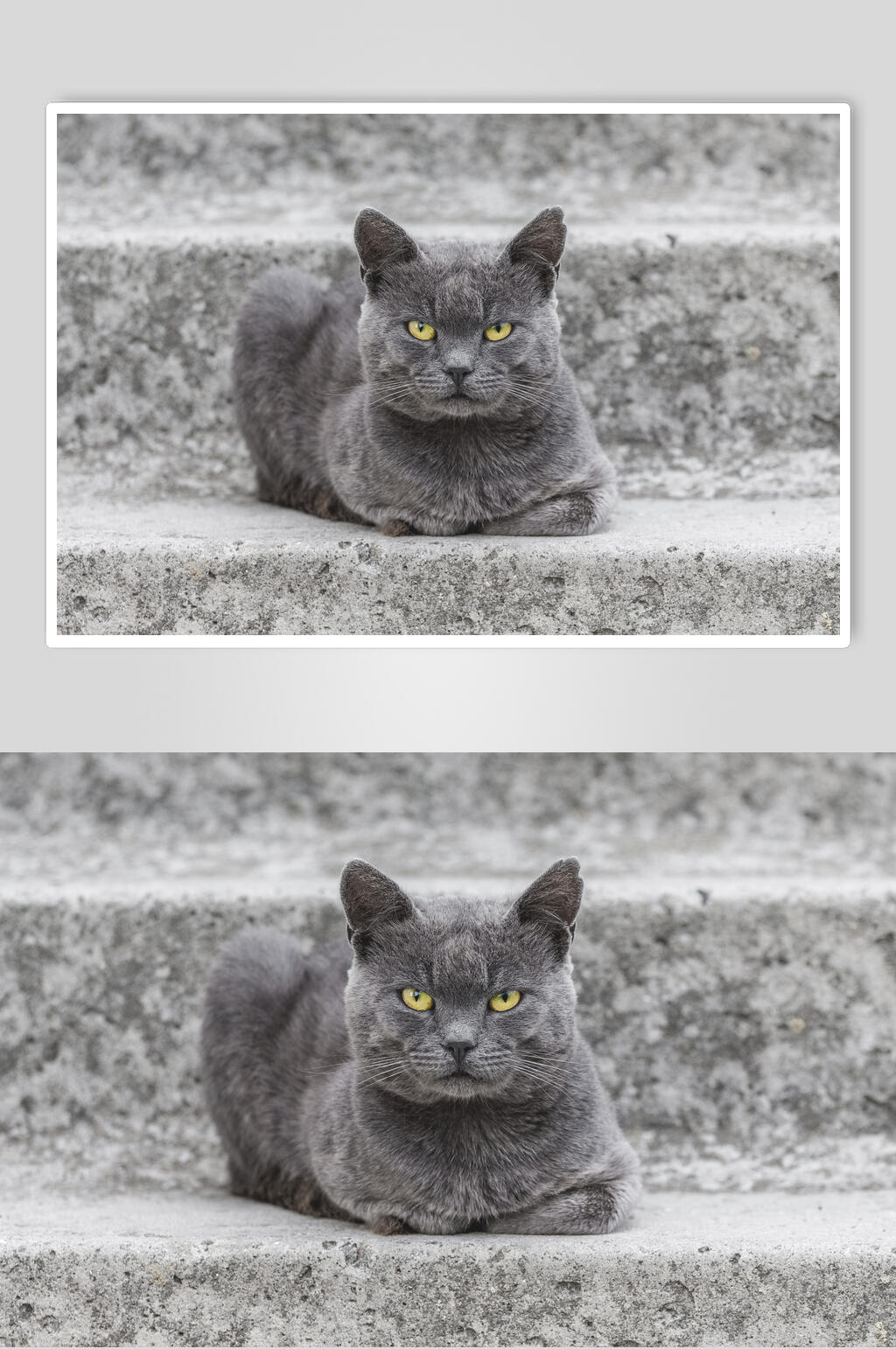 蓝猫可爱猫咪摄影图片素材