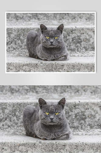 蓝猫可爱猫咪摄影图片