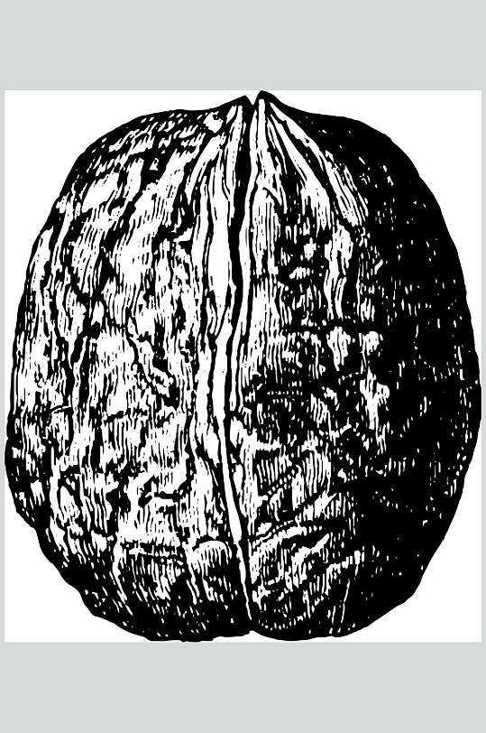 核桃坚果素描手绘矢量素材