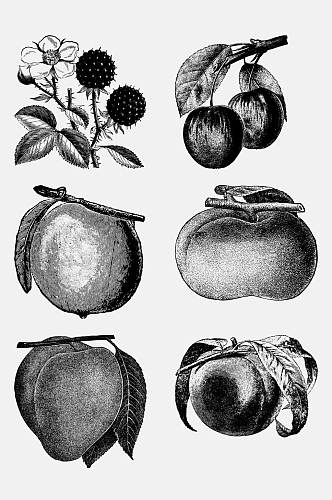 桃子树莓水果素描绘画免抠素材