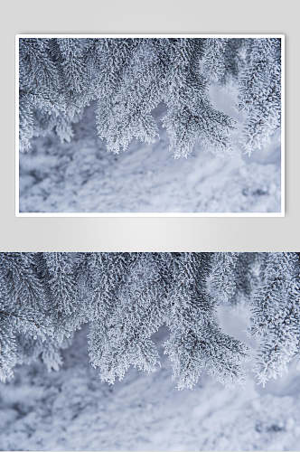 灰松树雪冬季雪景摄影图