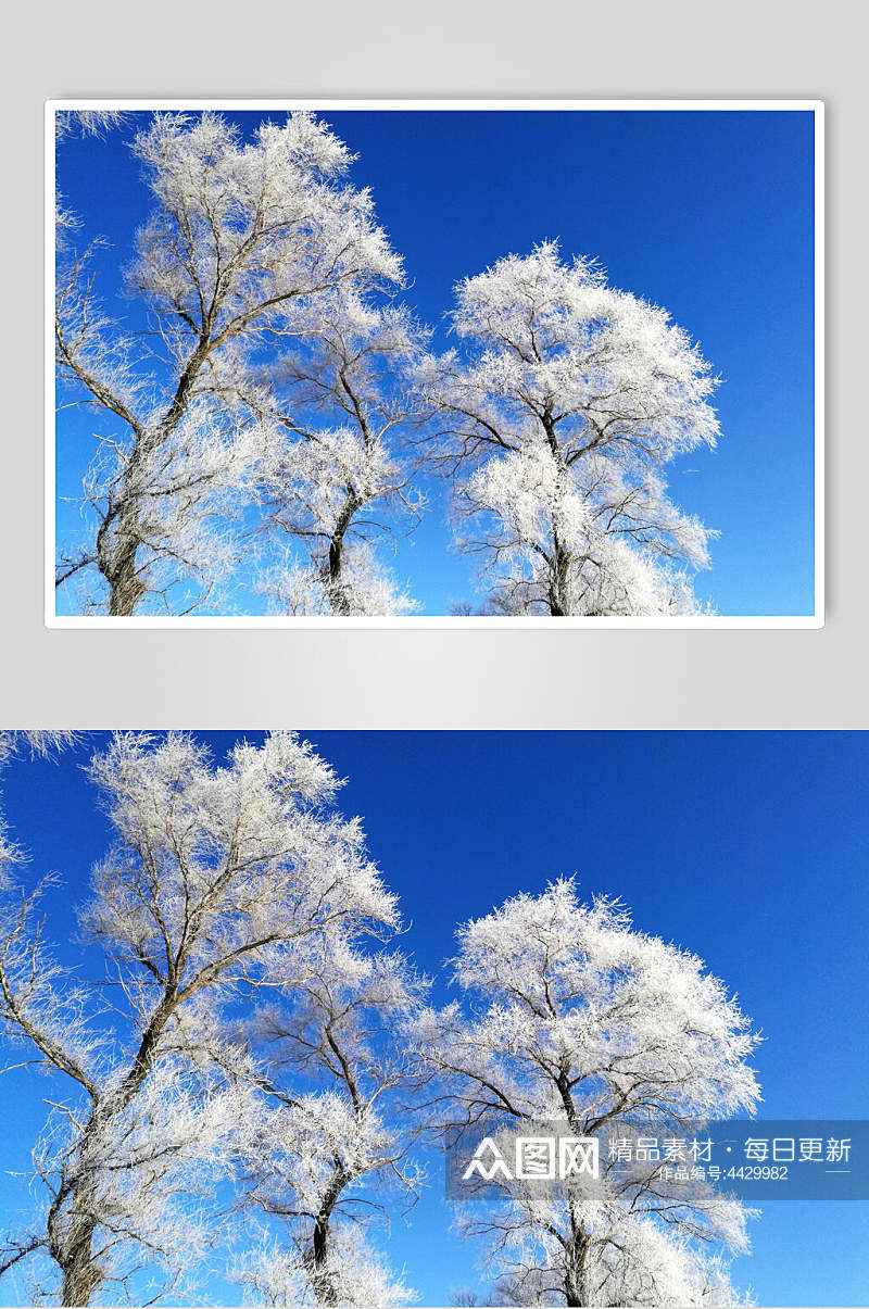 雪树吉林雾凇岛银妆素裹图片素材