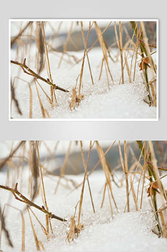 枯草冬季雪景摄影图