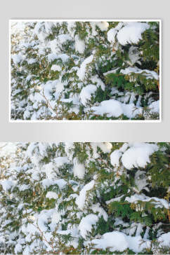 雪花松树冬季雪景摄影图
