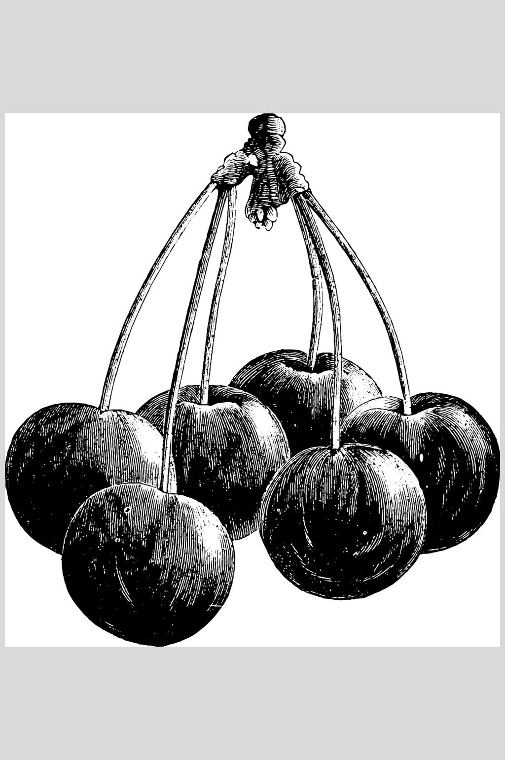 樱桃水果素描手绘矢量素材素材