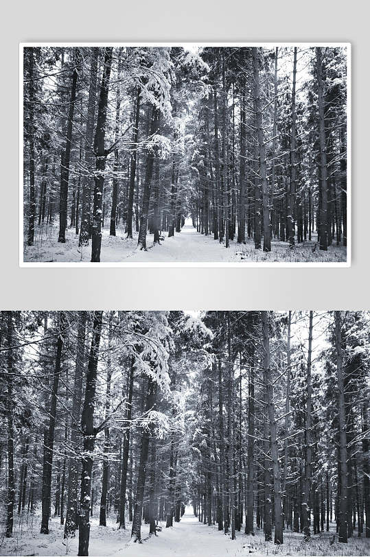 树林道路自然雪景图片