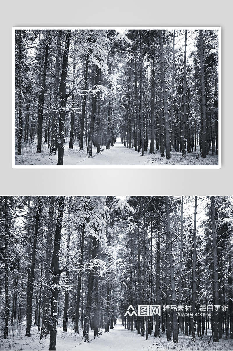 树林道路自然雪景图片素材