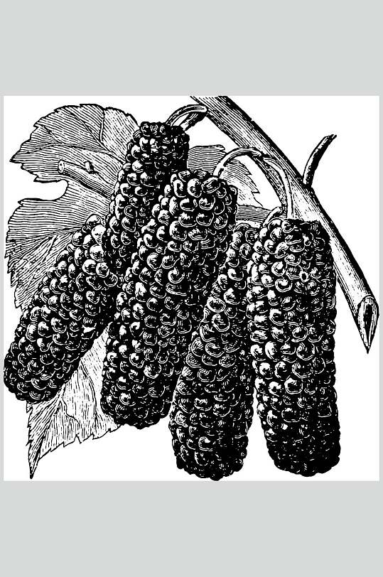 黑白水果素描手绘矢量素材