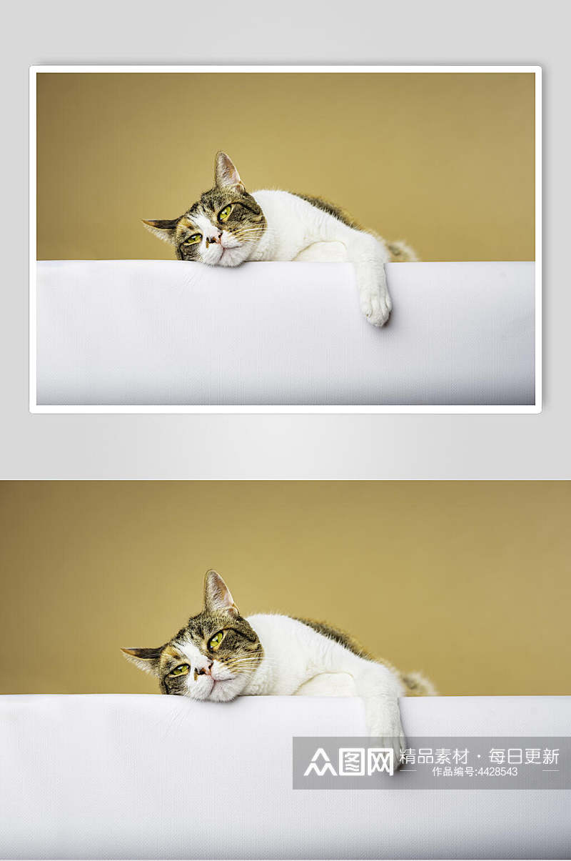 优雅可爱猫咪摄影图片素材