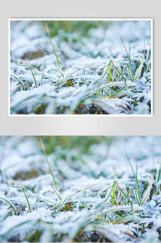 草地雪花冬季雪景摄影图