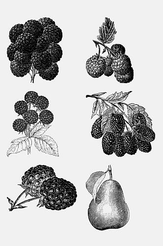 树莓雪梨水果素描绘画免抠素材