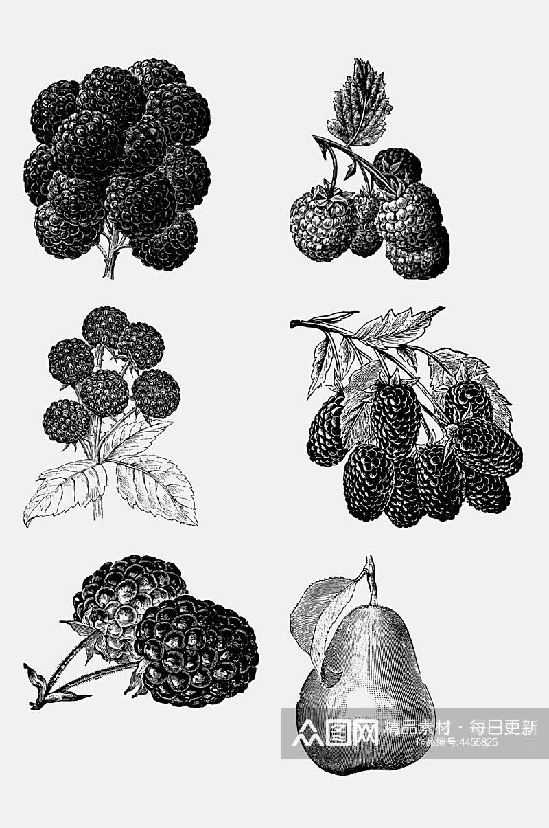 树莓雪梨水果素描绘画免抠素材素材