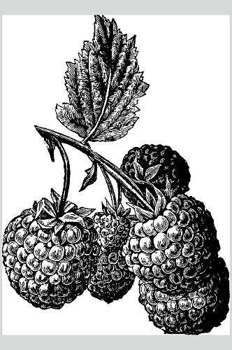 蓝莓水果素描手绘矢量素材