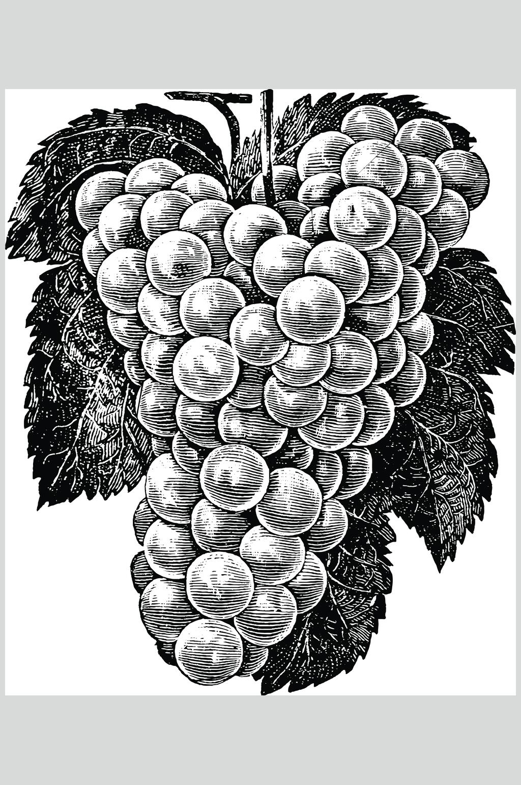 创意葡萄水果素描手绘矢量素材葡萄黑色清新水果素描手绘矢量素材立即