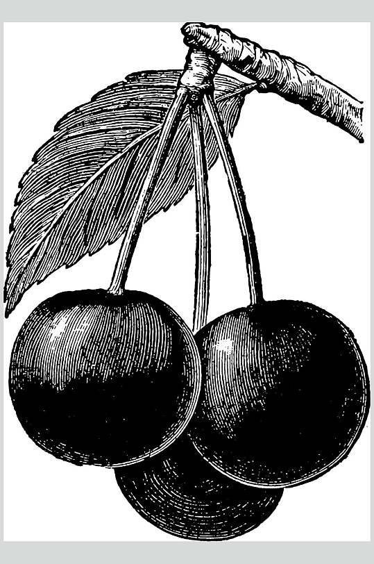 黑白水果素描手绘矢量素材