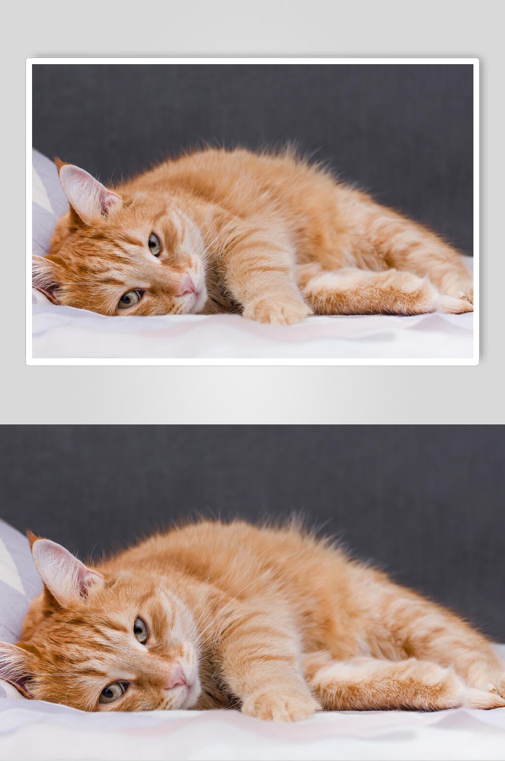 黄猫可爱猫咪摄影图片素材