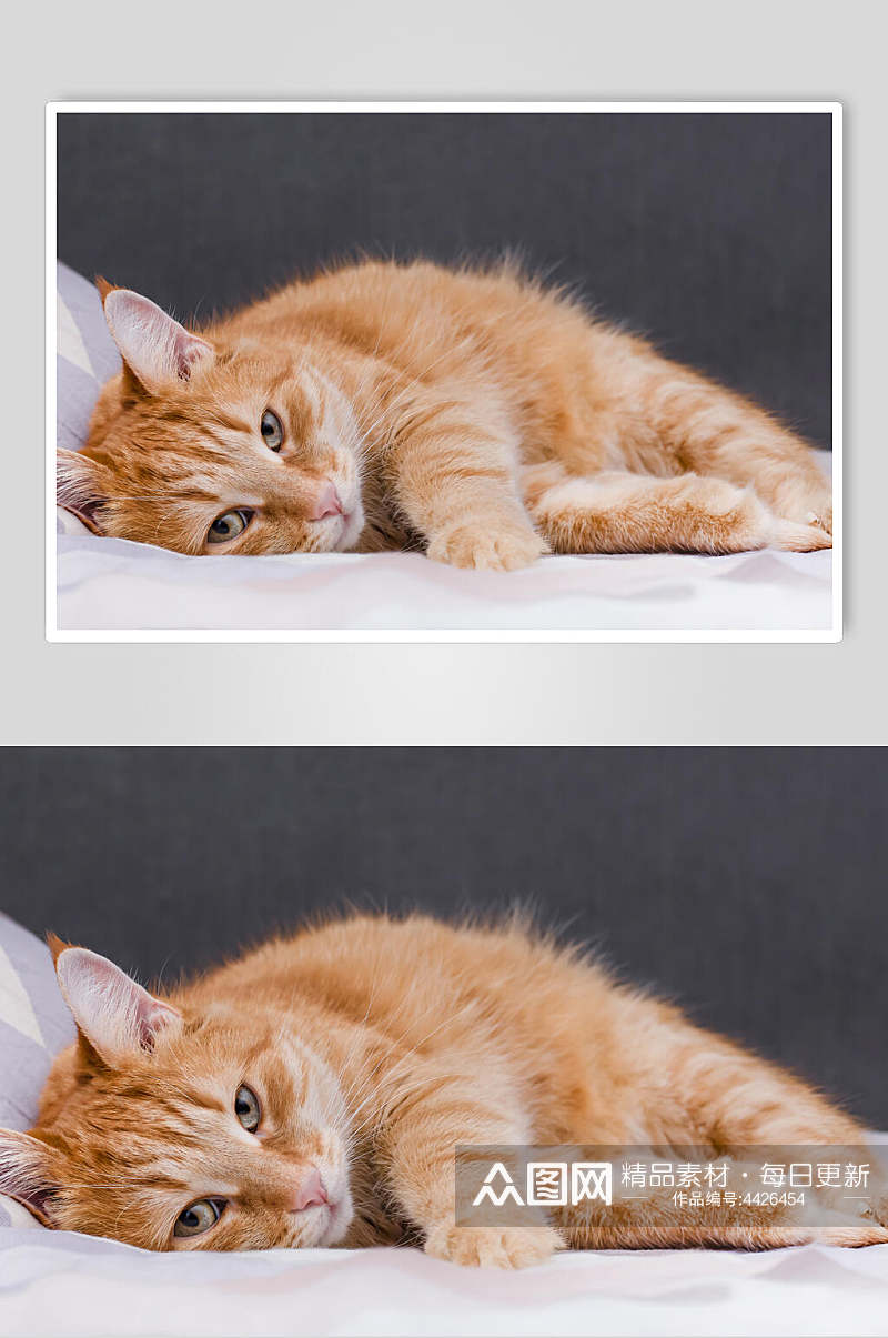 黄猫可爱猫咪摄影图片素材
