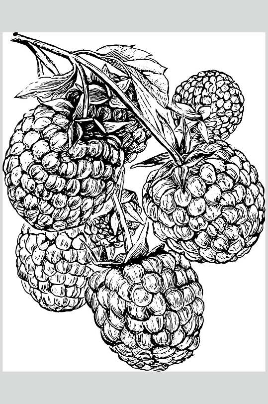 桑葚水果素描手绘矢量素材