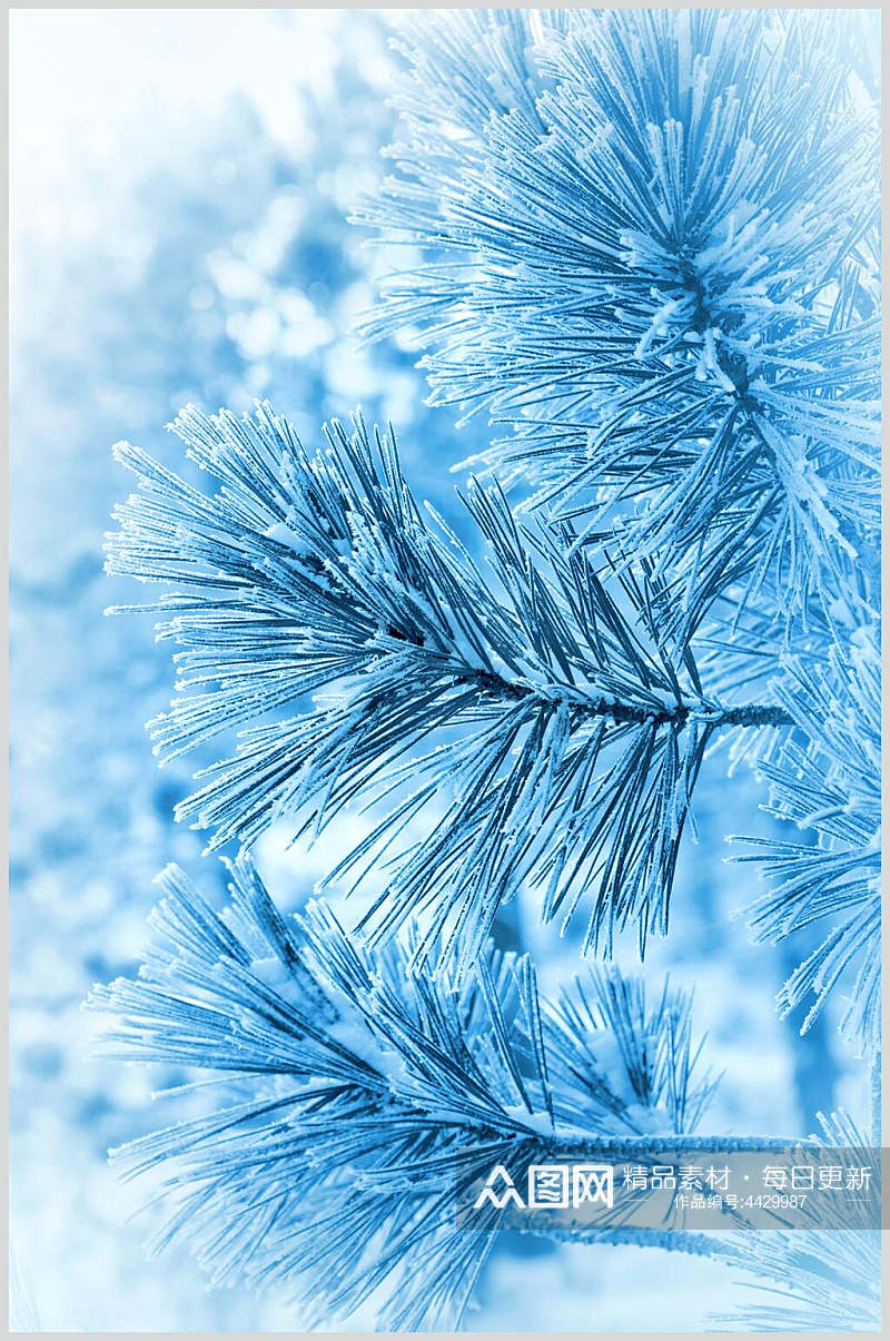 雪花松树冬季雪景摄影图素材