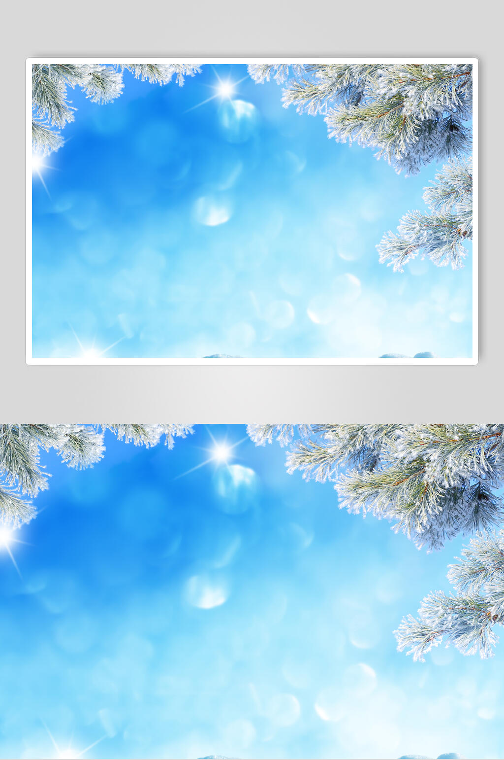 蓝色雪松冬季雪景摄影图素材