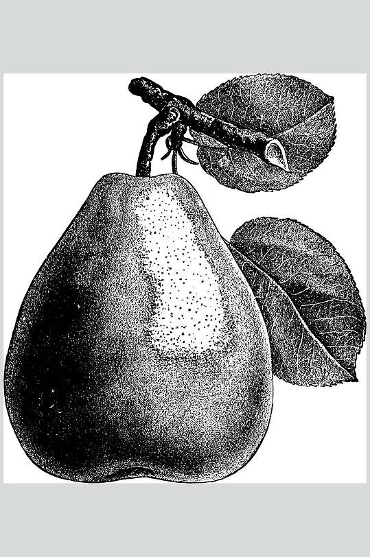 梨子水果素描手绘矢量素材