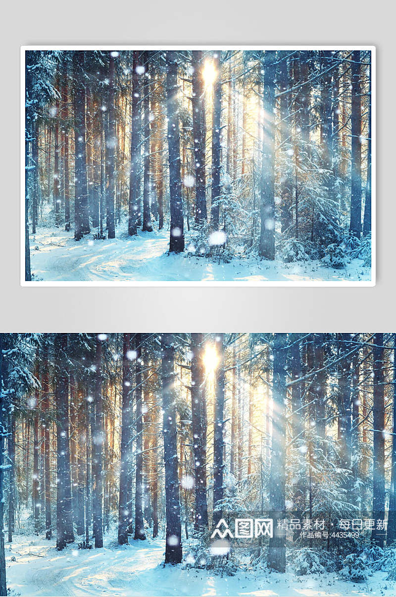 树林自然雪景图片素材