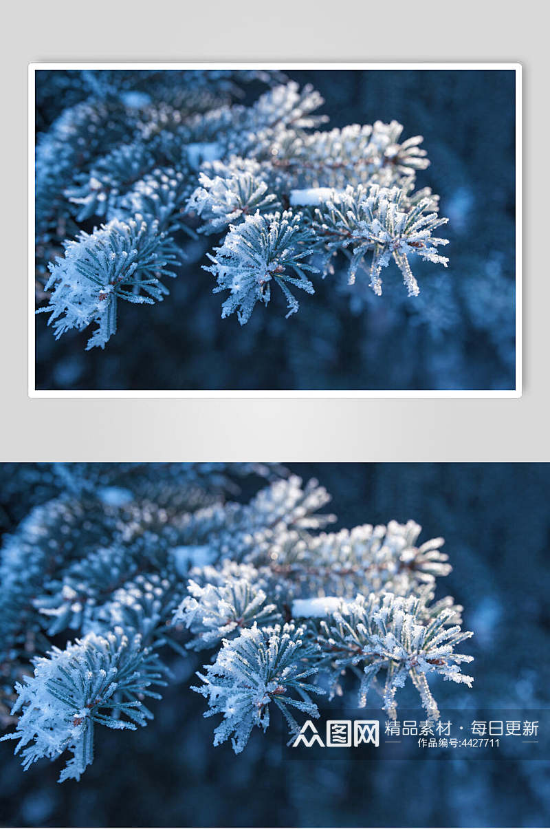 冬季松树雪雪景摄影图素材