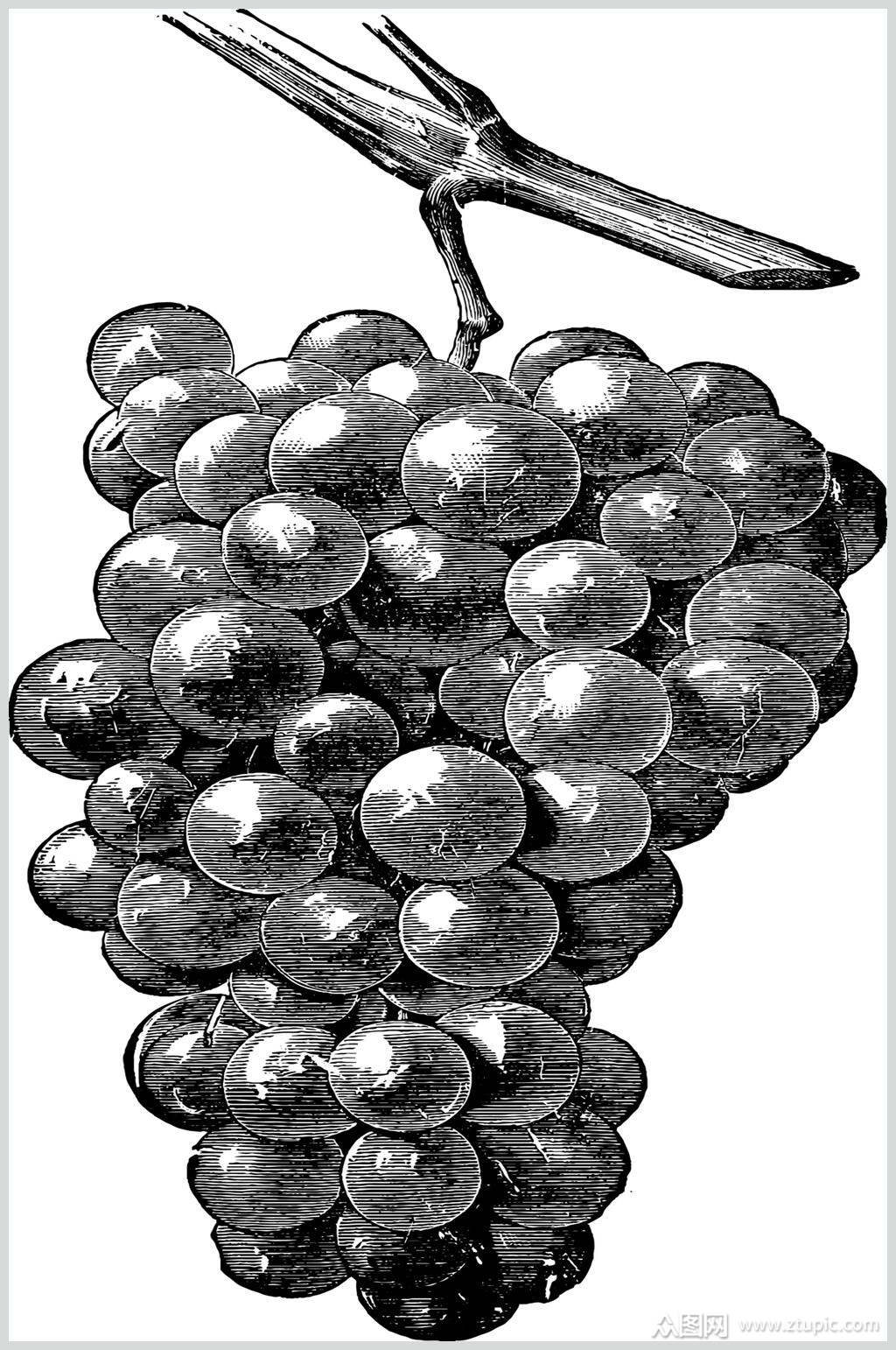 葡萄黑色反光水果素描手绘矢量素材素材
