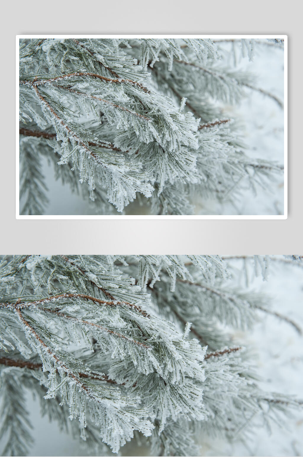 霜雪树枝灰白色冬季雪景摄影图素材