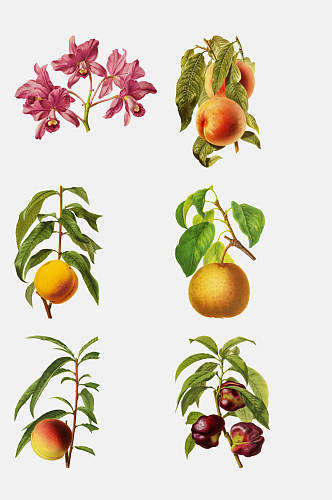 创意雪梨桃子彩绘花卉插画免抠素材