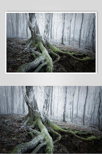 树根冬季雪景摄影图