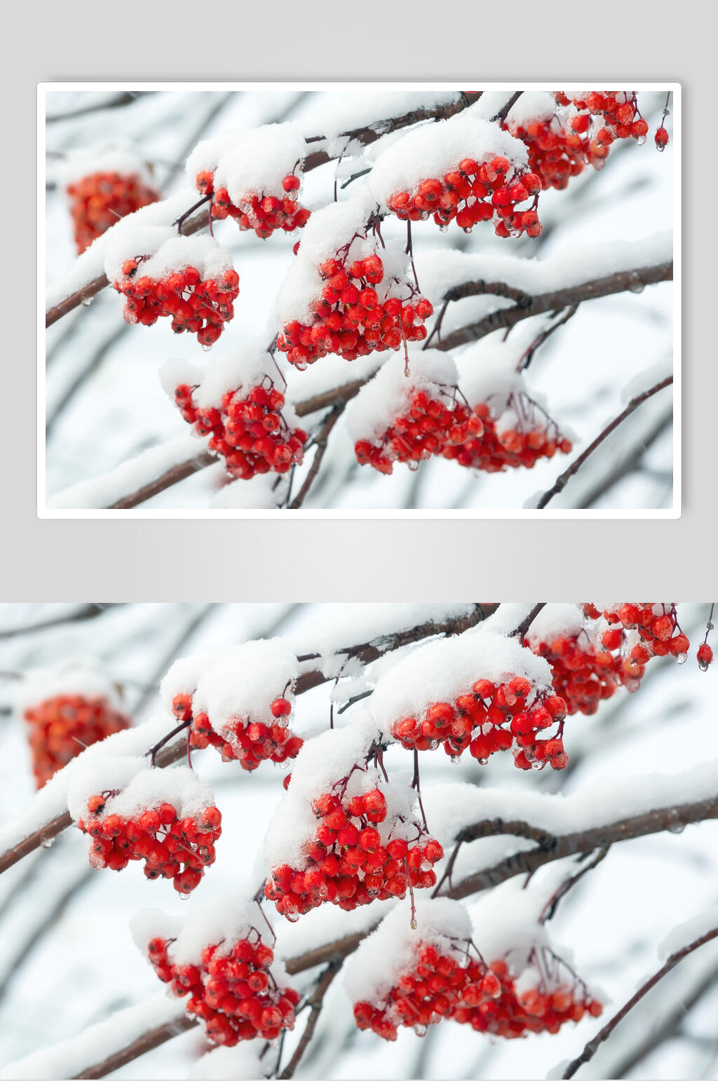 果实树枝红白色冬季雪景摄影图素材