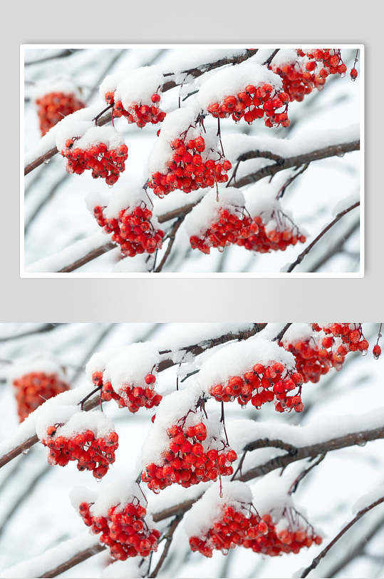 果实树枝红白色冬季雪景摄影图