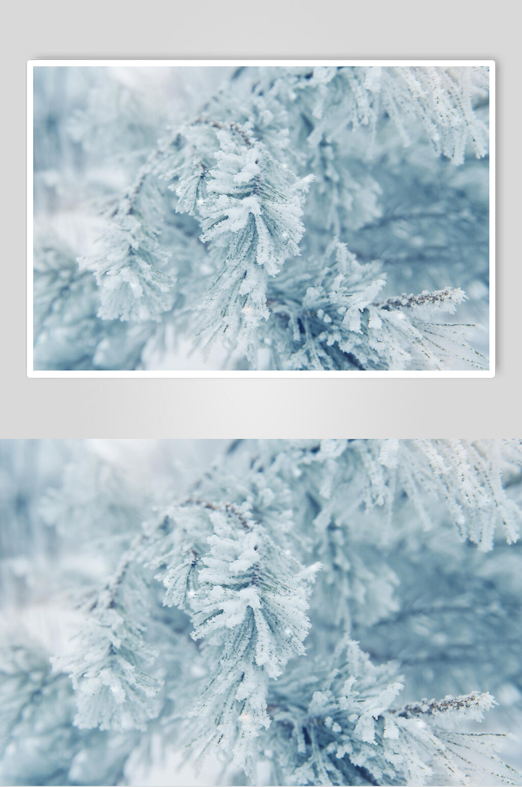 雪松雪花冬季雪景摄影图素材