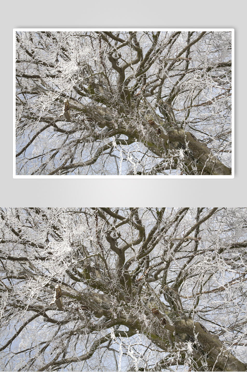 树冬季雪景摄影图素材