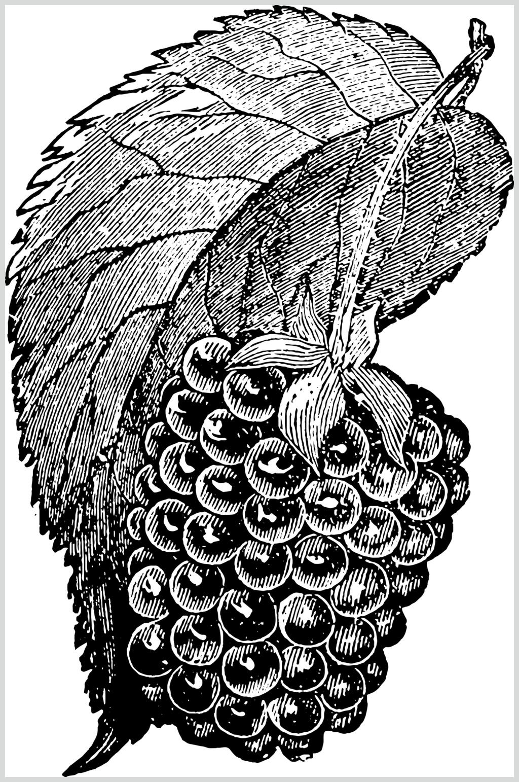 叶子水果素描手绘矢量素材素材