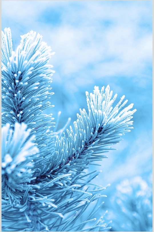 蓝色雪松冬季雪景摄影图