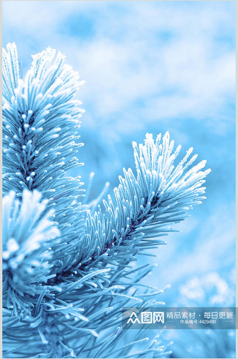 蓝色雪松冬季雪景摄影图素材