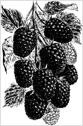 树莓水果素描手绘矢量素材