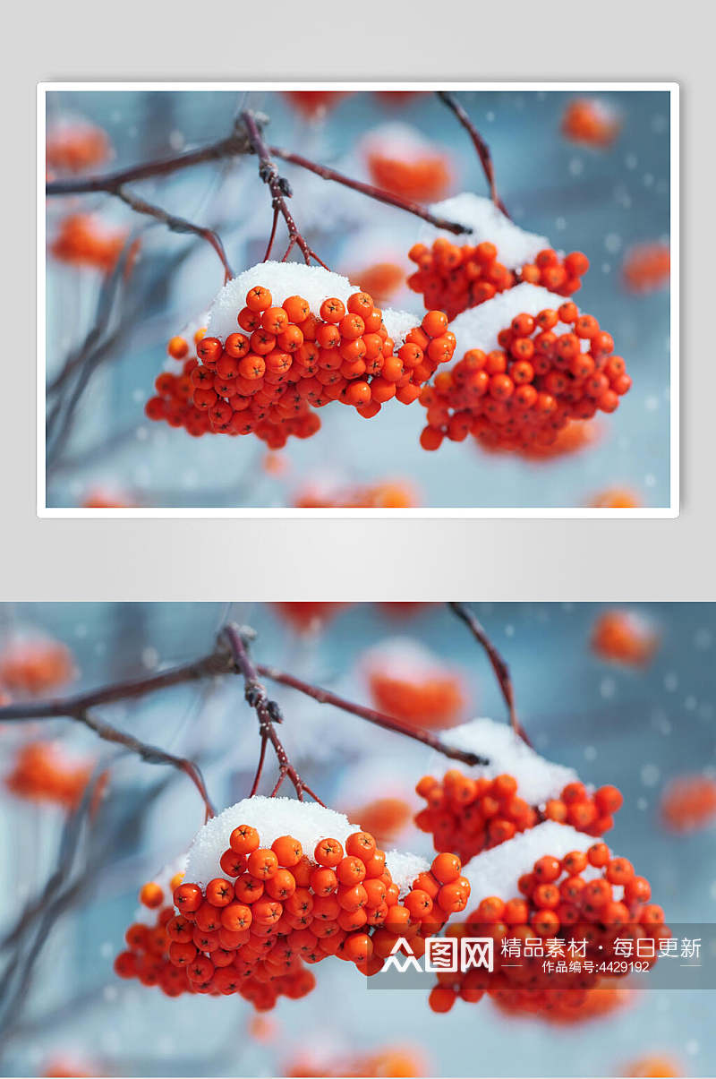 红果冬季雪景摄影图素材