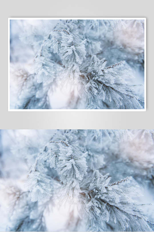 冬季雪松图片-冬季雪松素材下载-众图网