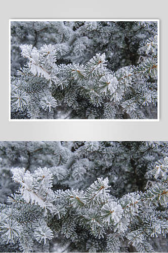 松树雪花冬季雪景摄影图